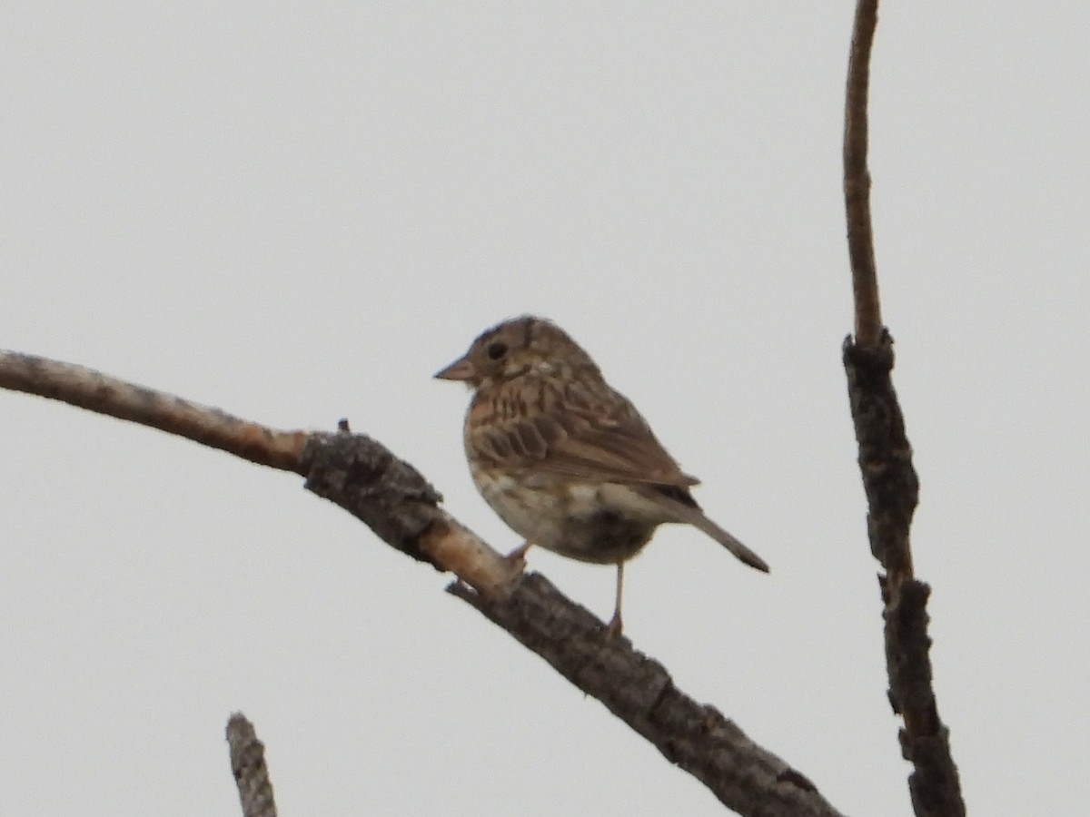 Lark Sparrow - ML621619023