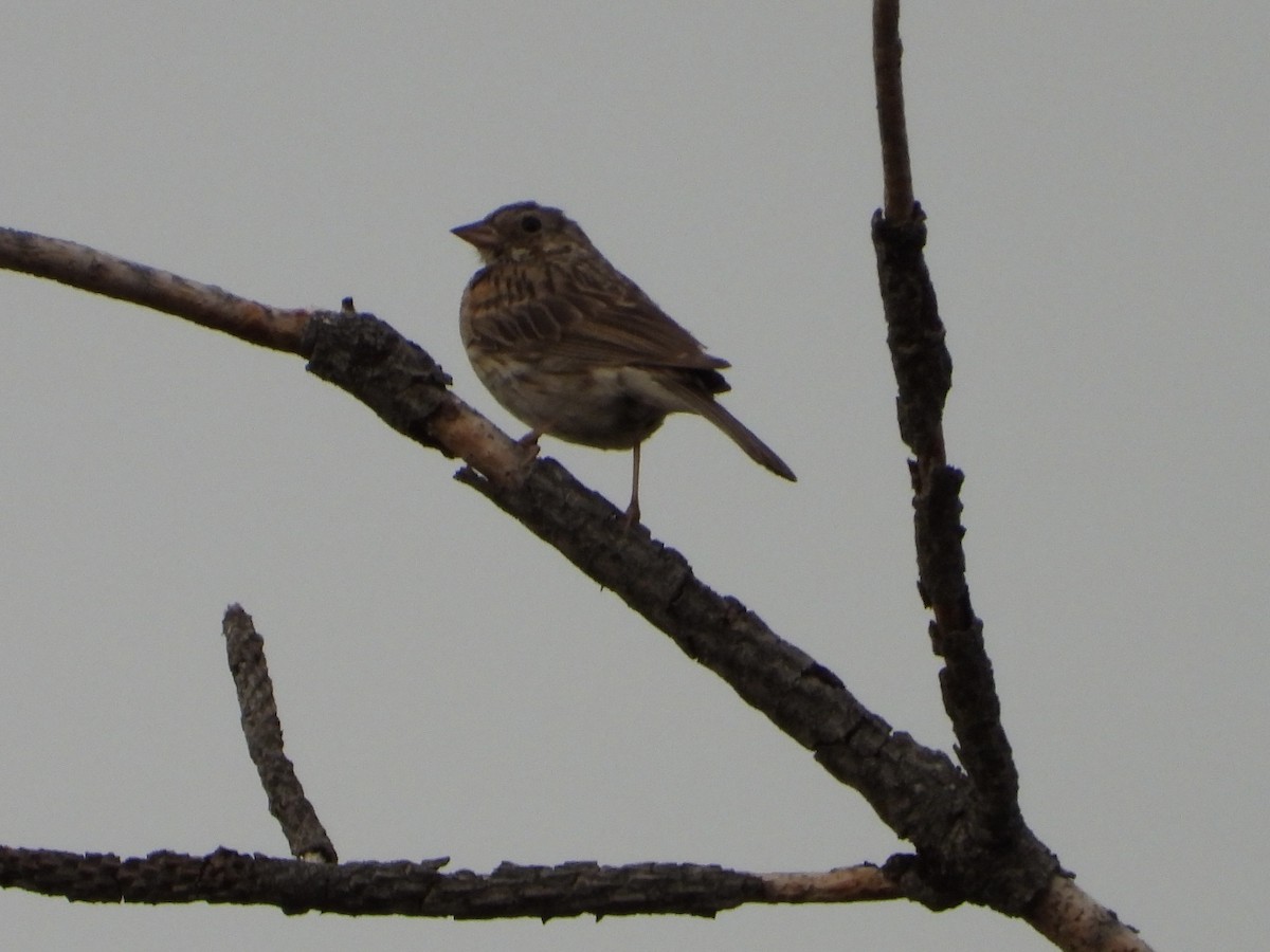 Lark Sparrow - ML621619024