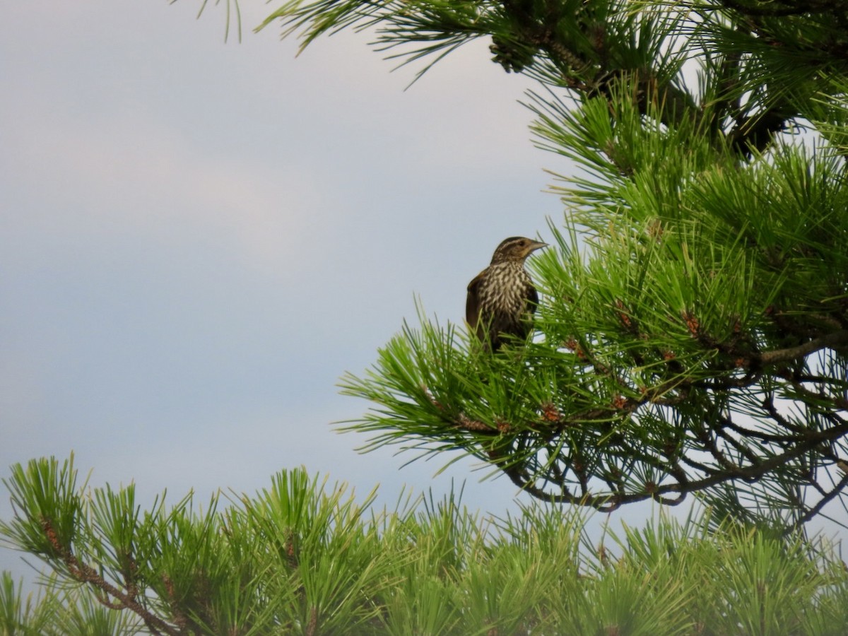 Red-winged Blackbird - Lindsay McNamara