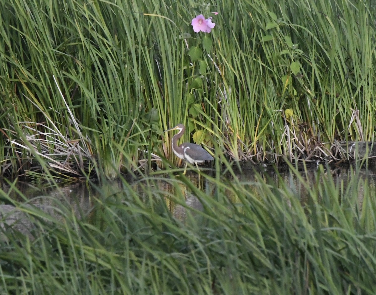 volavka tříbarvá - ML621619228