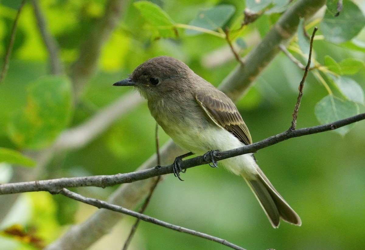 Eastern Phoebe - ML621619314