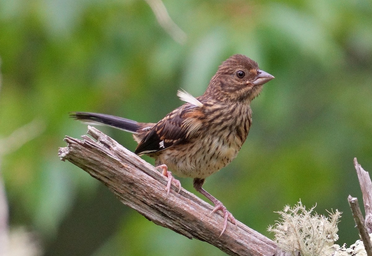 Eastern Towhee - ML621619323