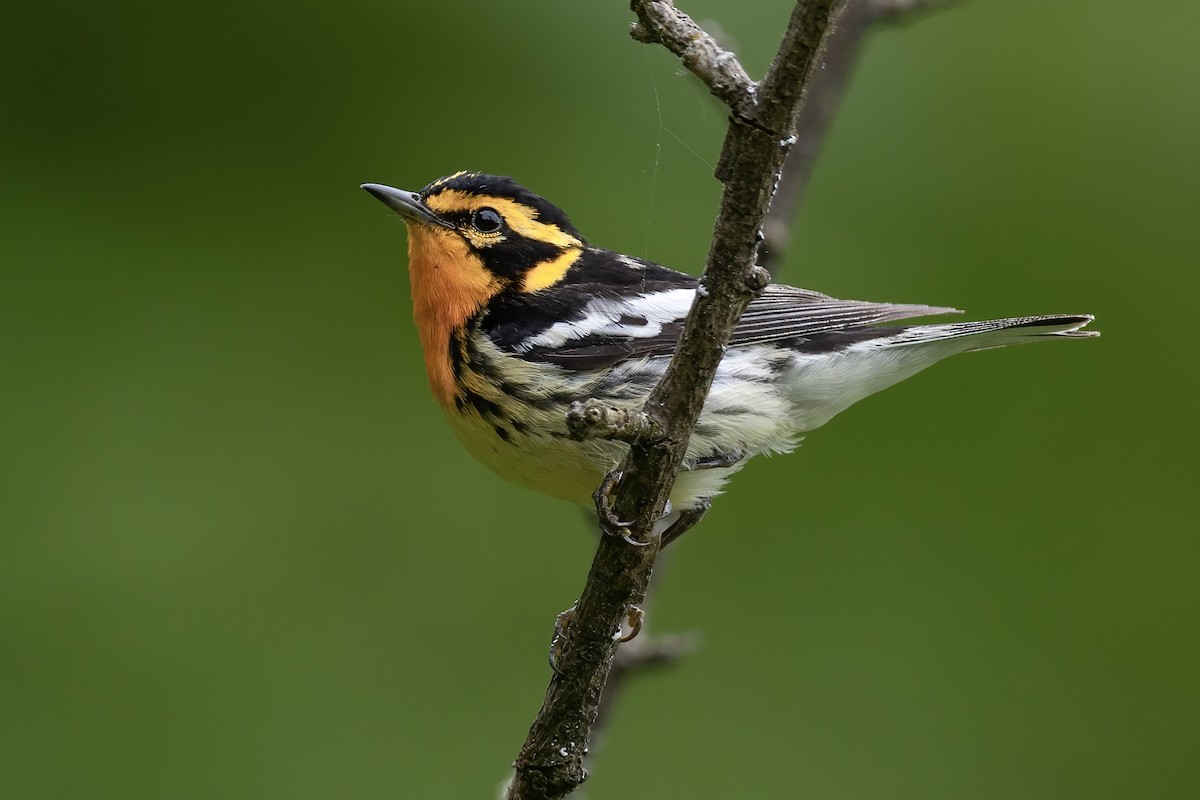 Blackburnian Warbler - ML621619373