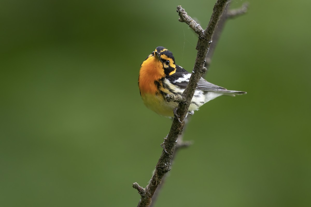 Blackburnian Warbler - ML621619379