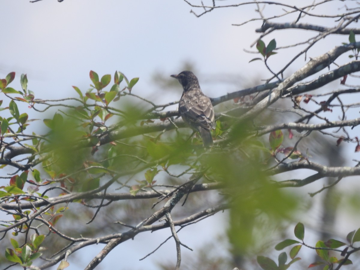 American Robin - Wayne Longbottom