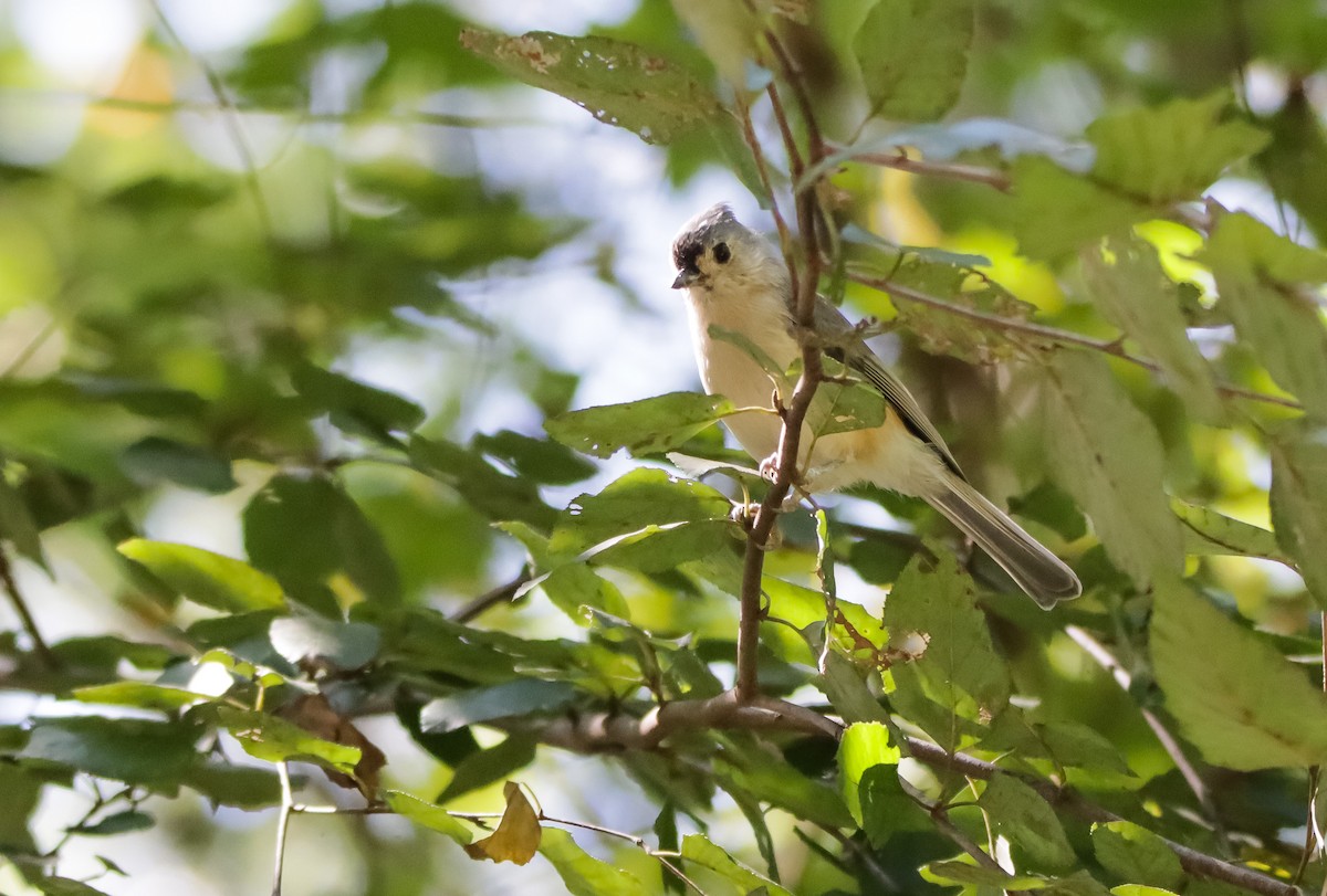 Tufted Titmouse - ML621619509