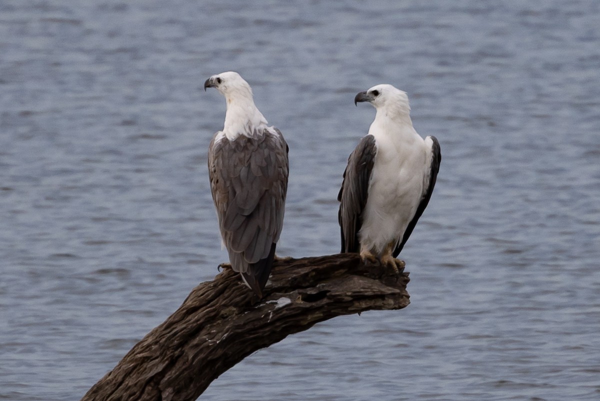 White-bellied Sea-Eagle - ML621619622