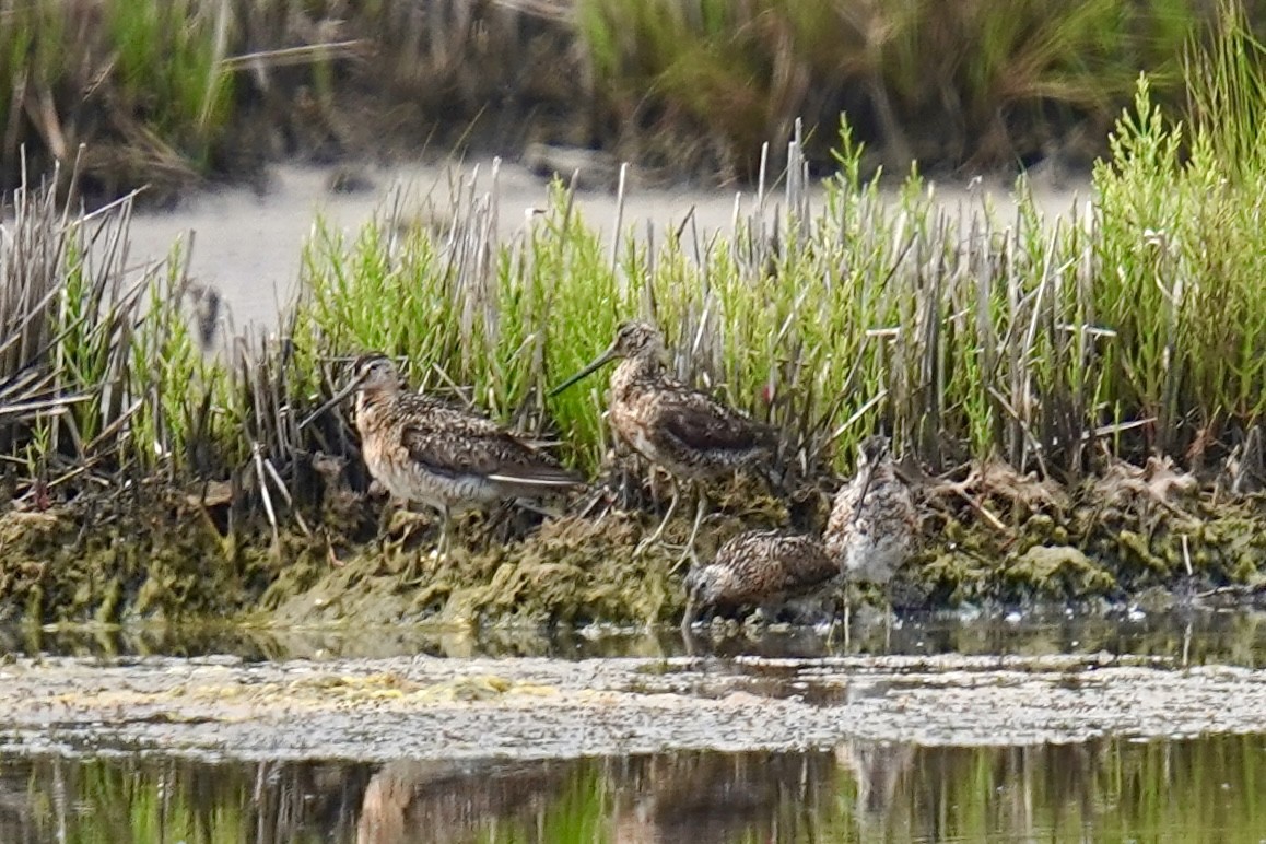 kortnebbekkasinsnipe - ML621619633