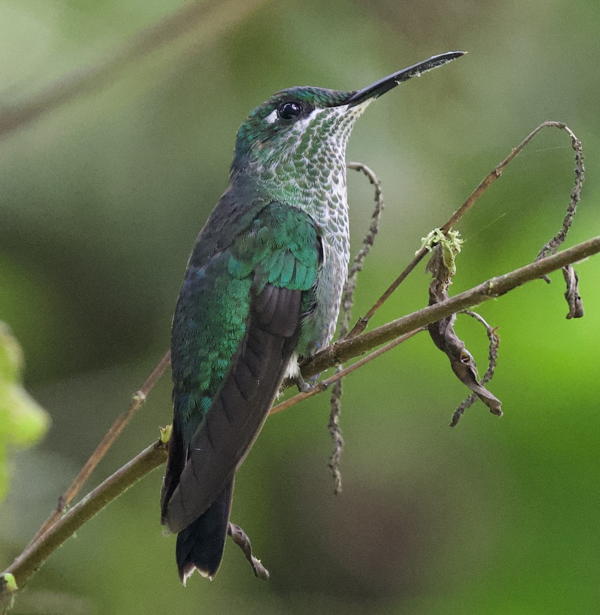 Green-crowned Brilliant - ML621619719