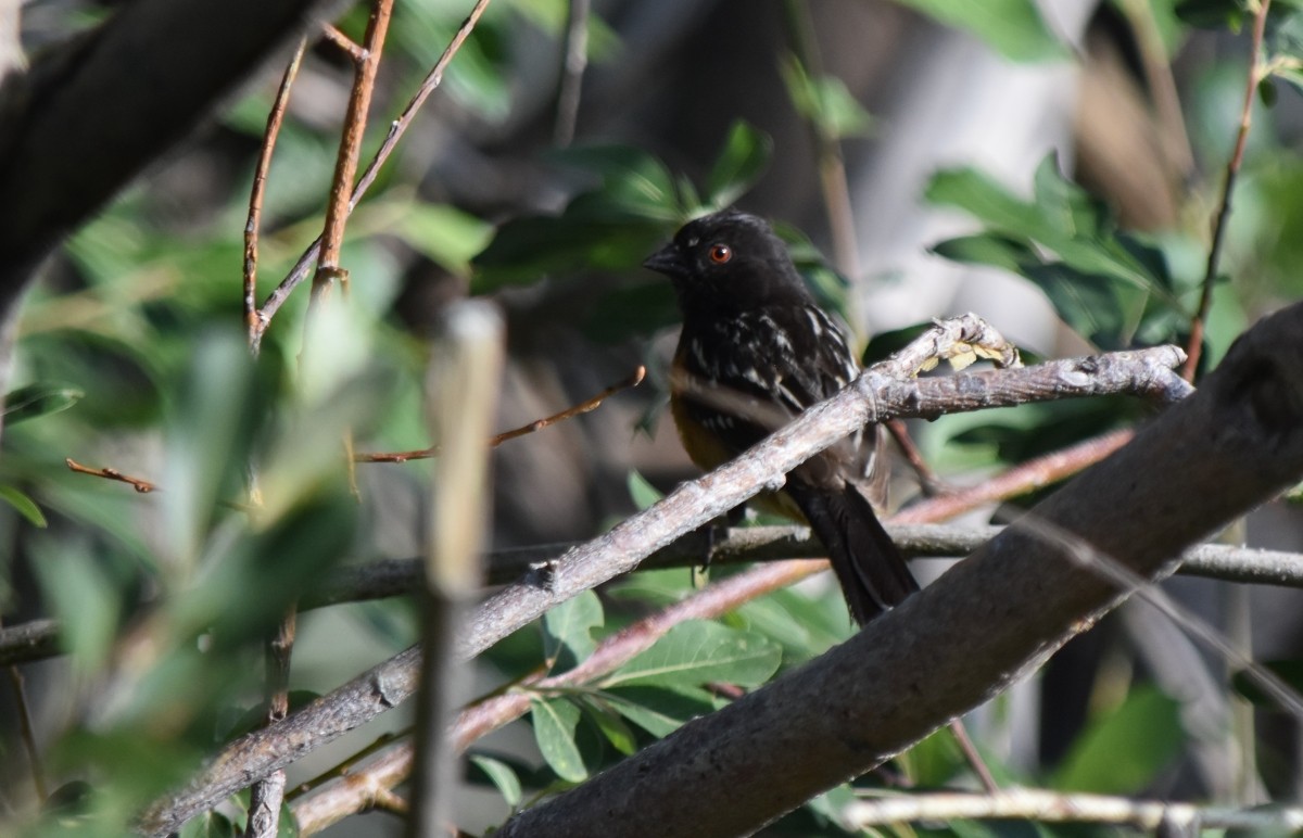 Spotted Towhee - ML621619740