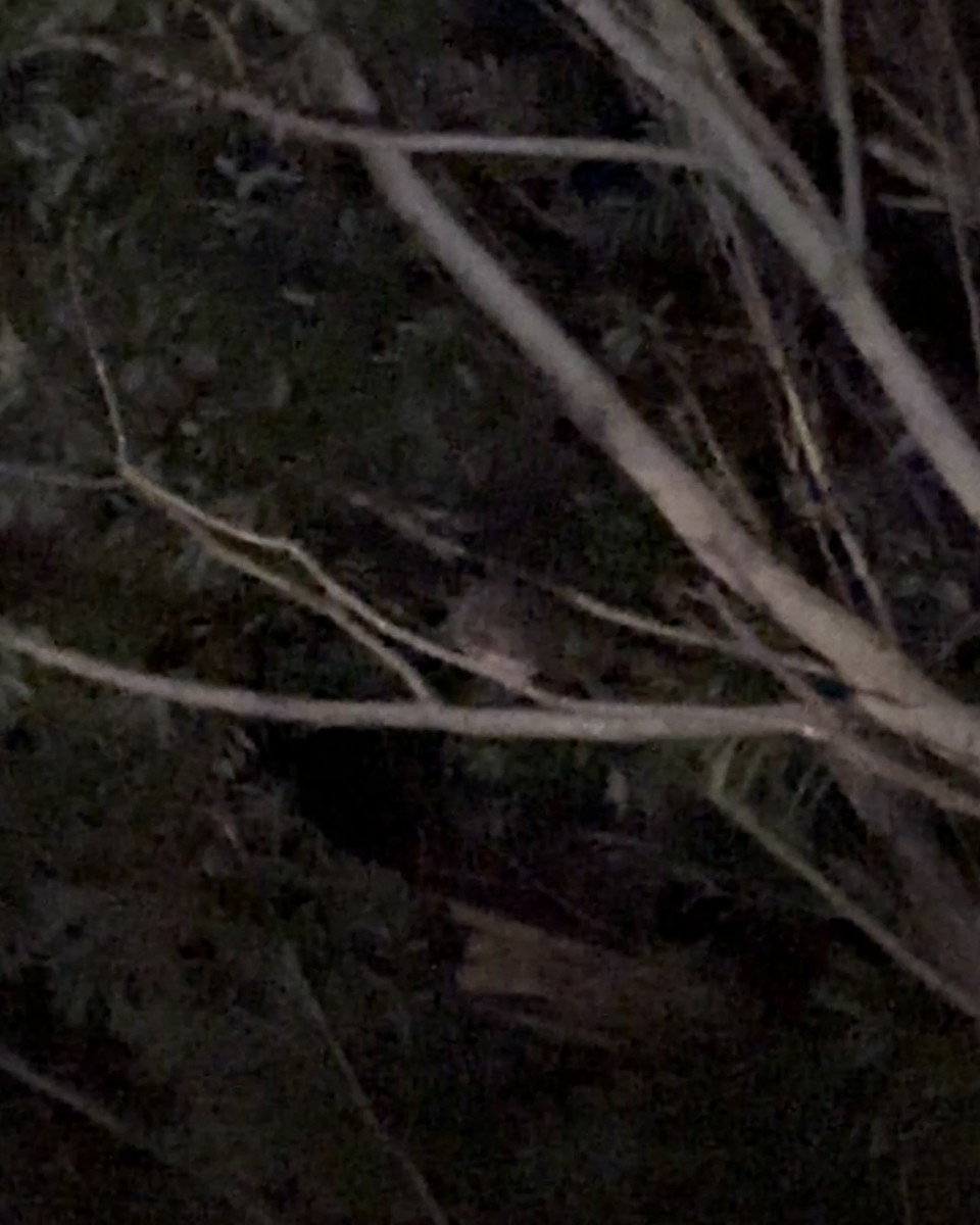 Long-eared Owl - ML621619747