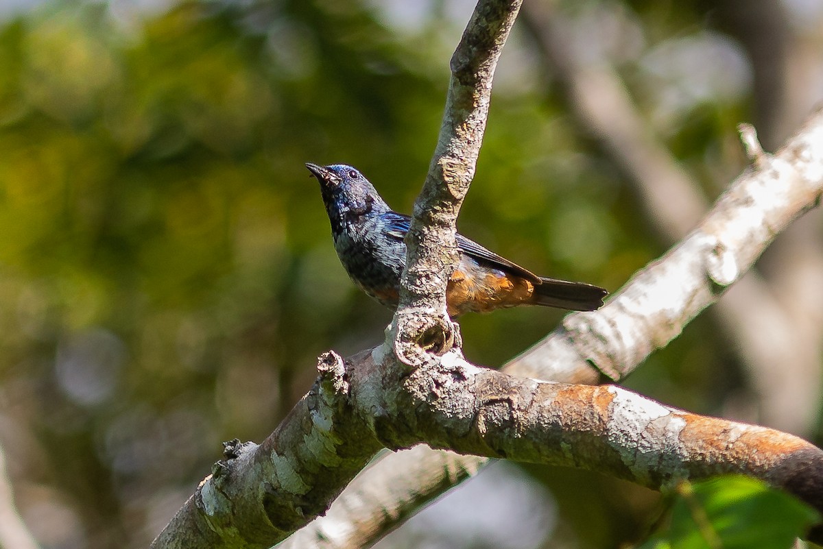 Opal-rumped Tanager (Silver-breasted) - ML621619767