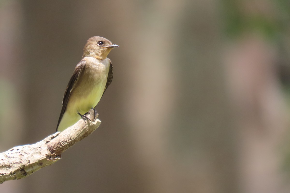 Southern Rough-winged Swallow - ML621619789
