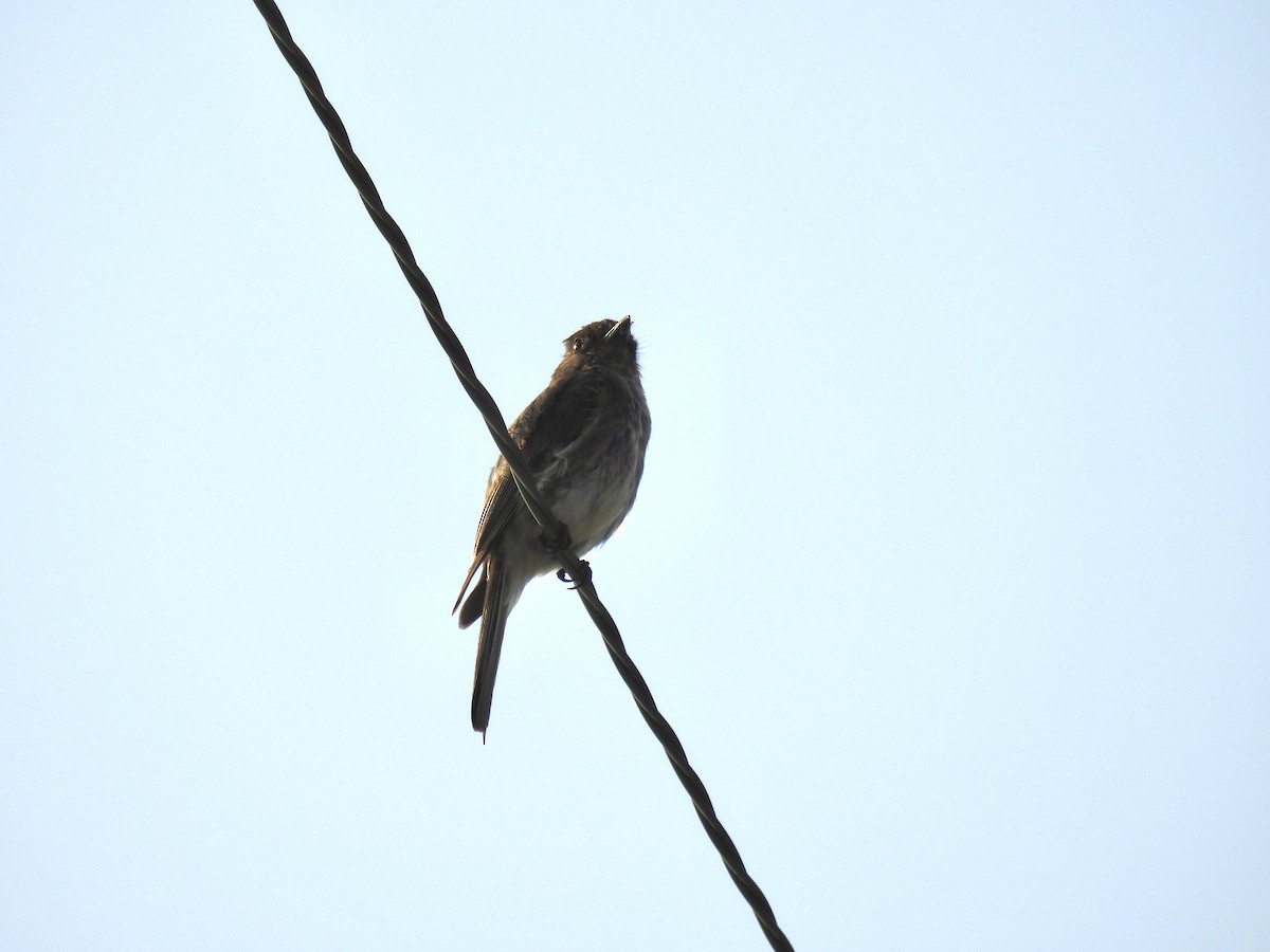 Eastern Wood-Pewee - ML621619824