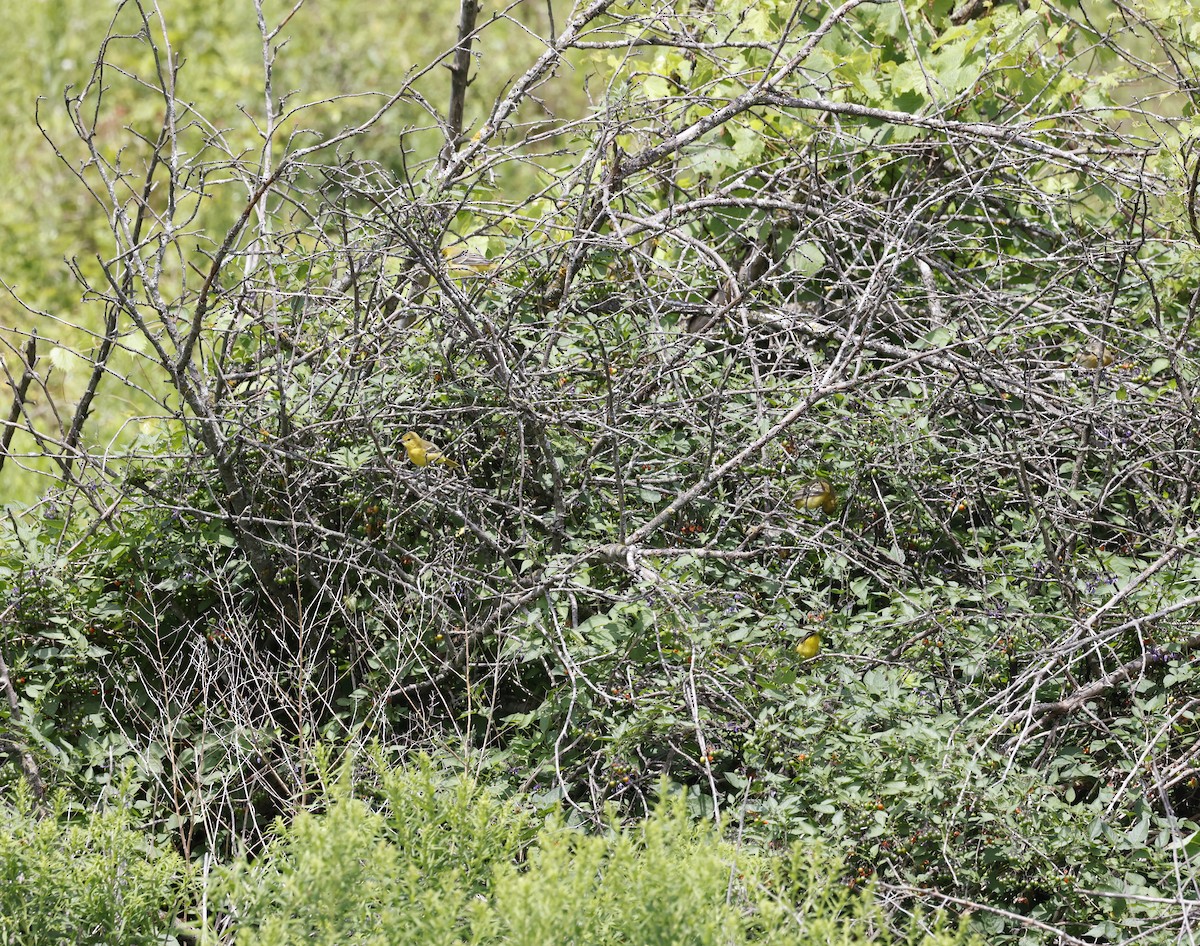 Orchard Oriole - ML621619857