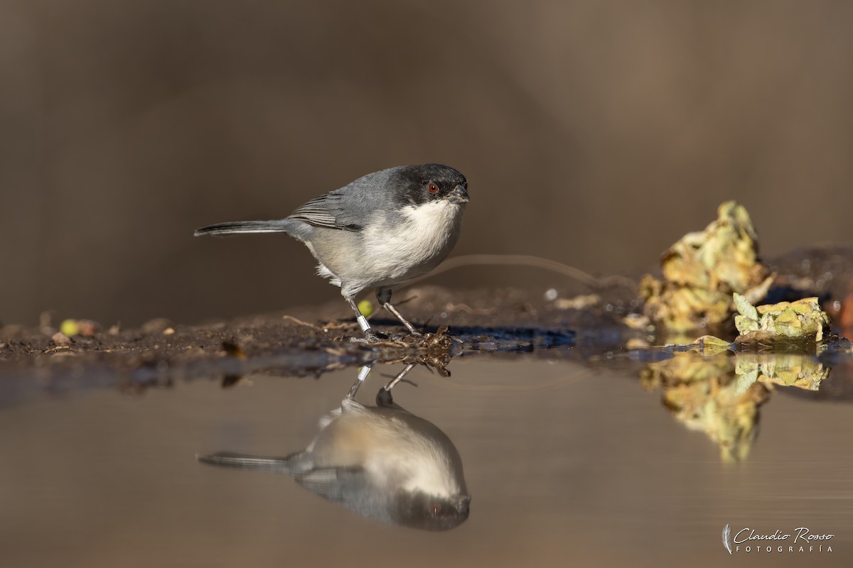 Black-capped Warbling Finch - ML621619869