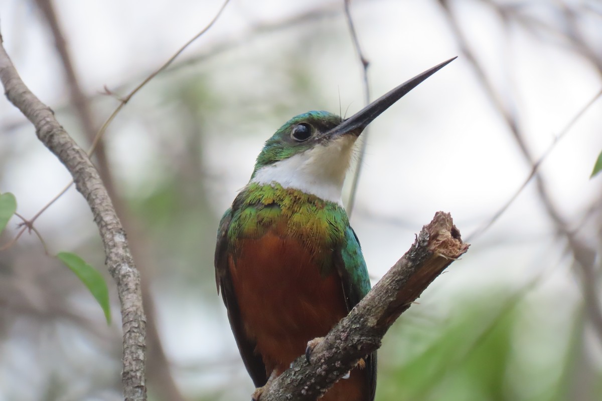 Rufous-tailed Jacamar - ML621619873