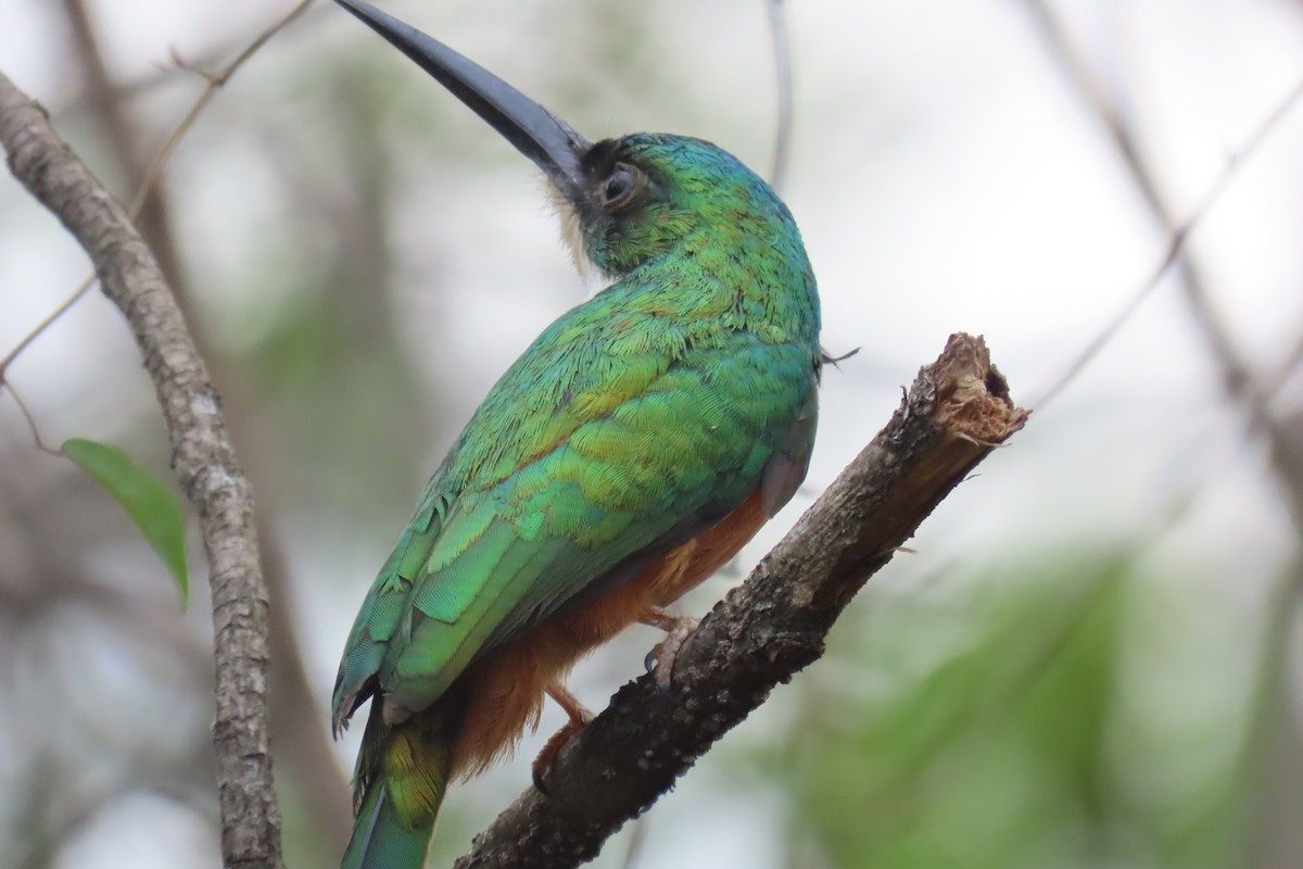 Rufous-tailed Jacamar - ML621619874