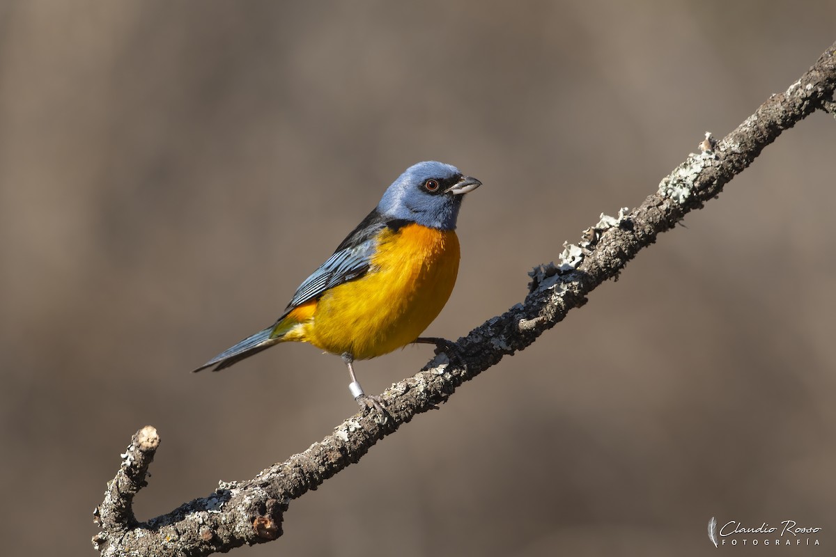 Blue-and-yellow Tanager - ML621619879