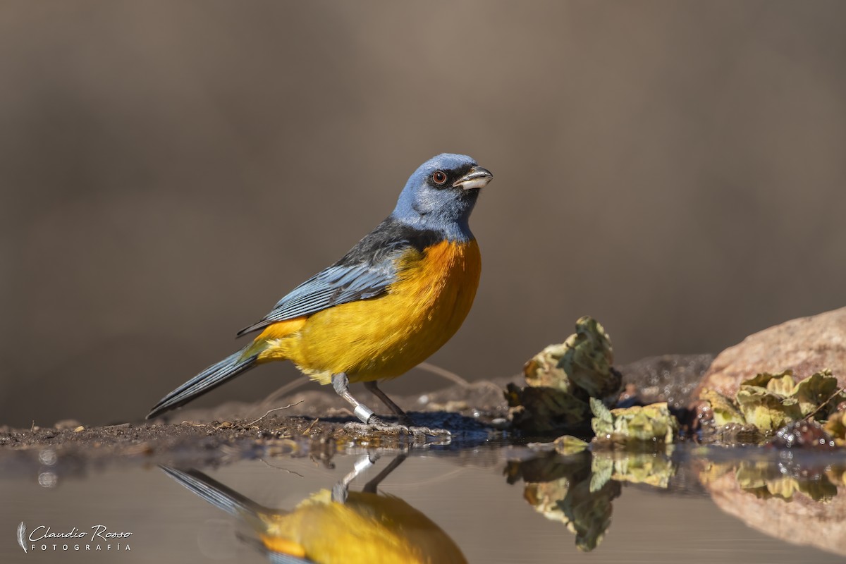 Blue-and-yellow Tanager - ML621619881