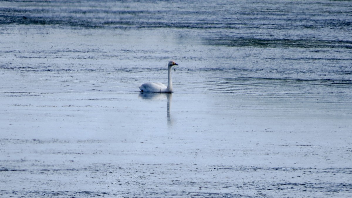 Whooper Swan - ML621619903