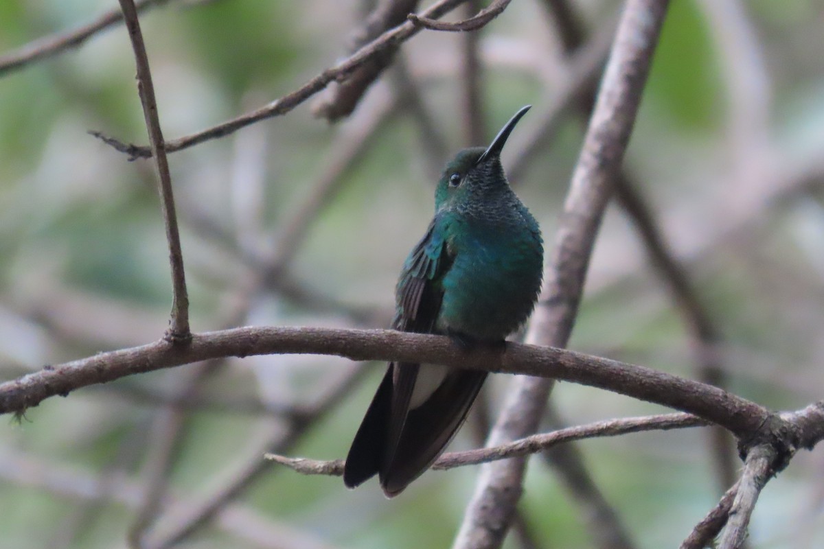 Blauschwanz-Buffonkolibri - ML621619945