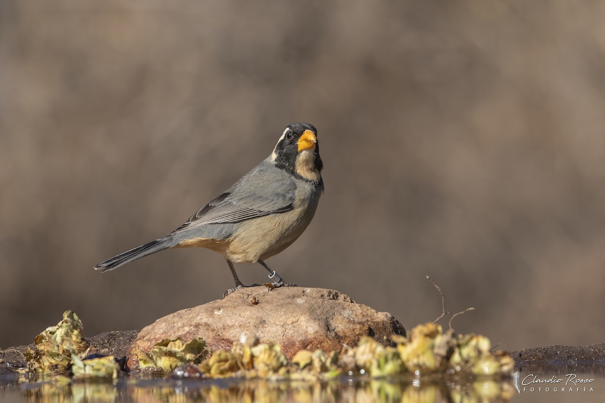 Golden-billed Saltator - ML621619948