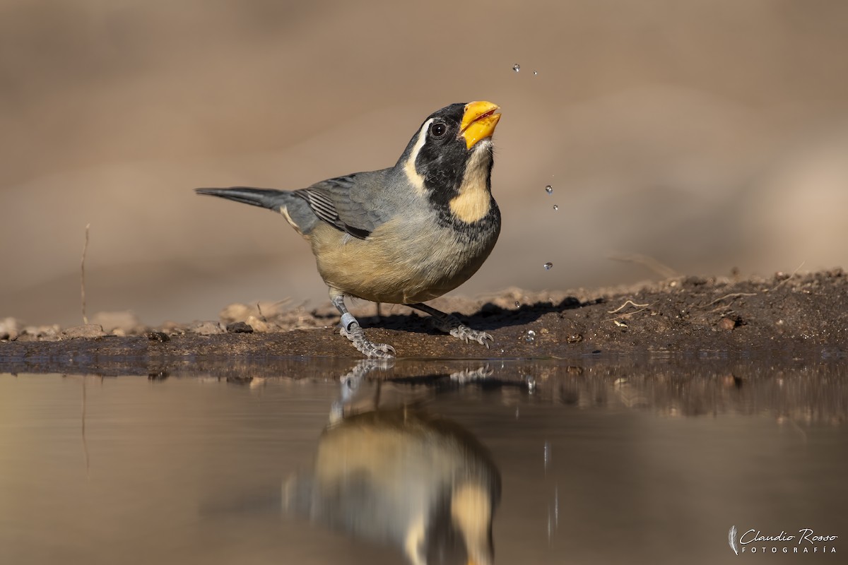 Golden-billed Saltator - ML621619949