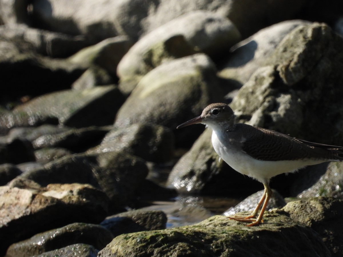 Spotted Sandpiper - Sylvain Proulx