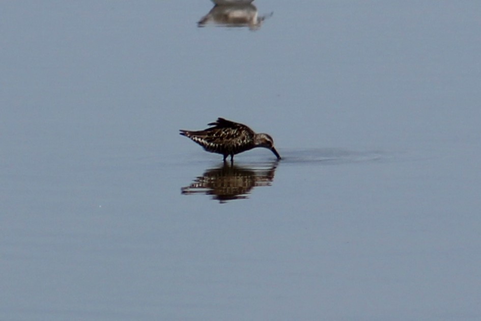 Stilt Sandpiper - Adair Bock