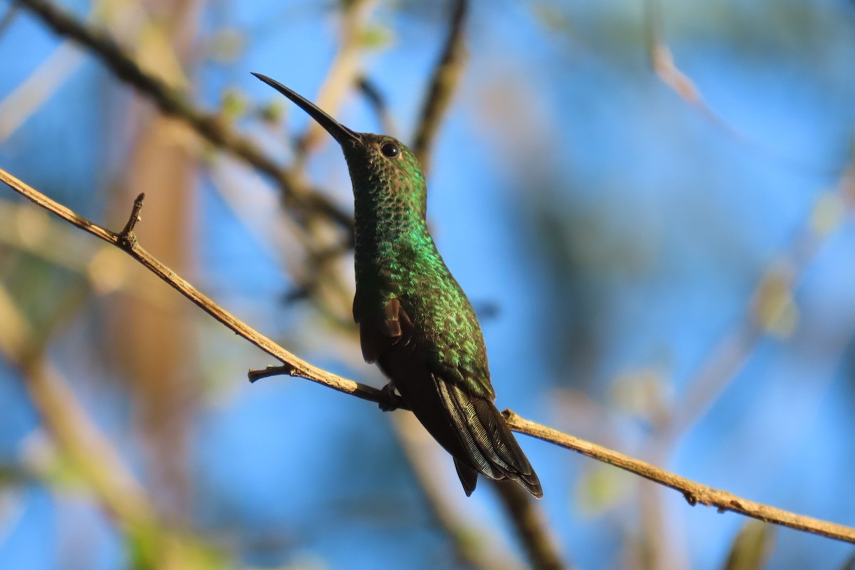 Copper-rumped Hummingbird - ML621620033