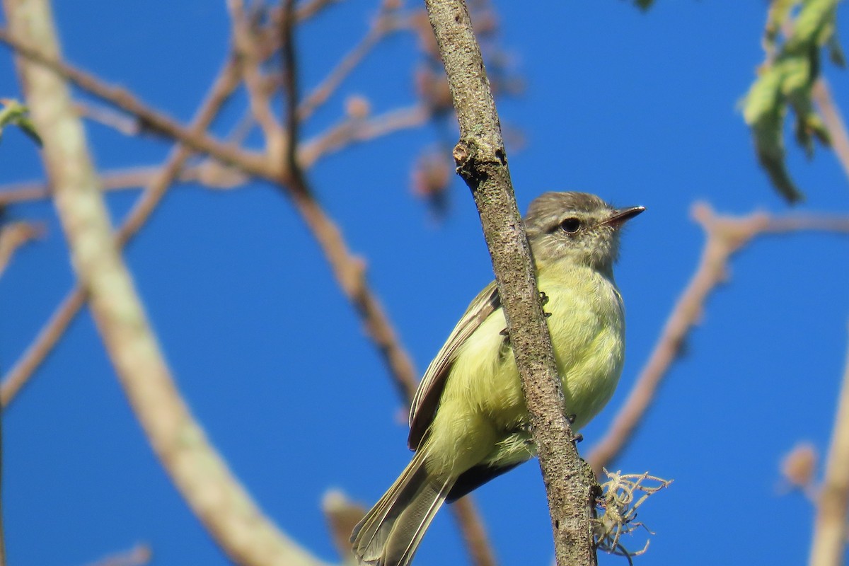 Forest Elaenia - ML621620043