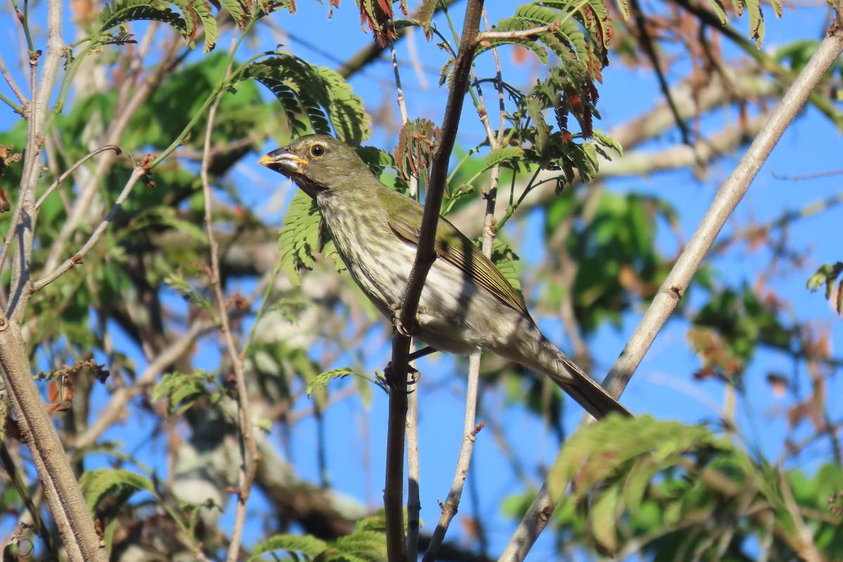 Streaked Saltator - ML621620068