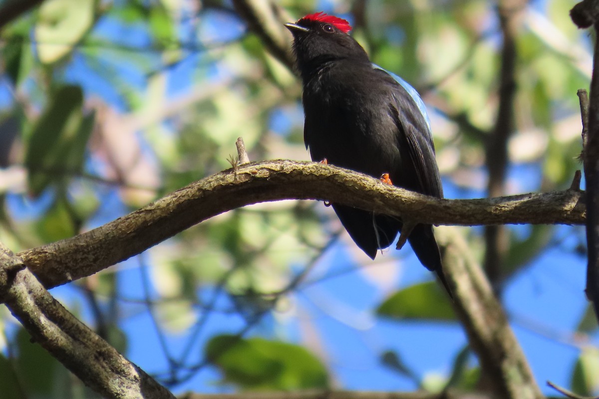 Lance-tailed Manakin - ML621620119