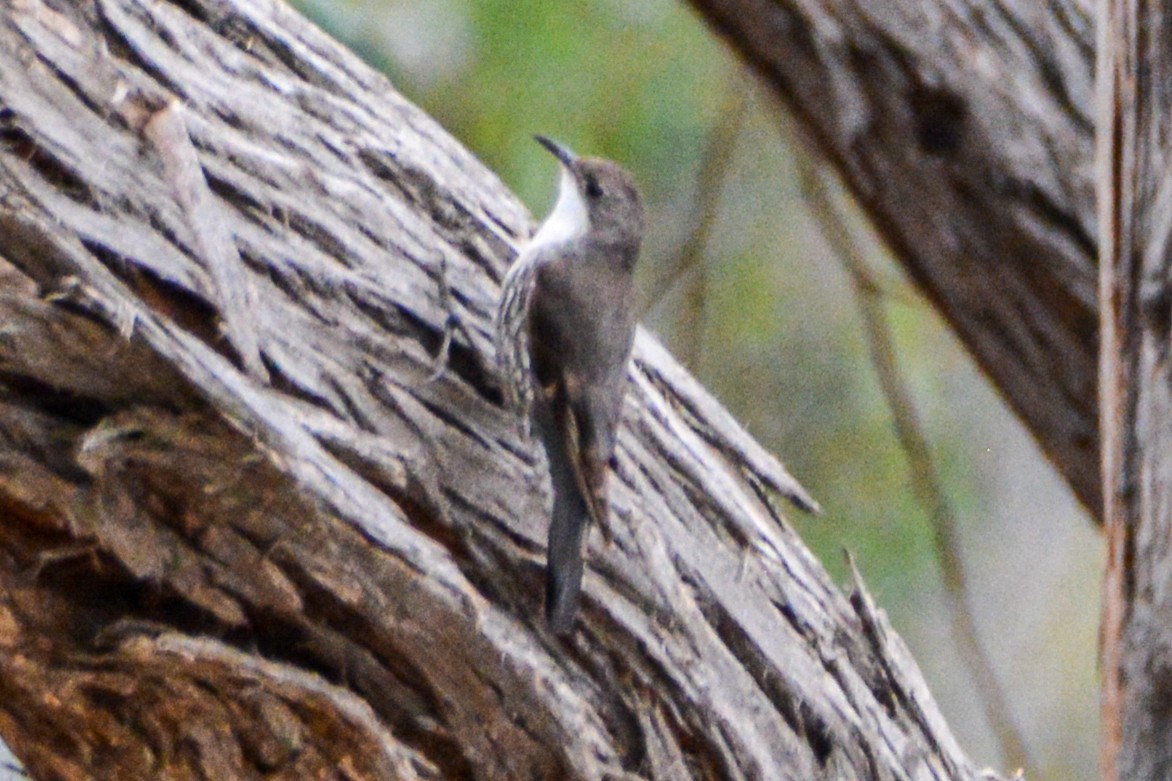 White-throated Treecreeper - ML621620121