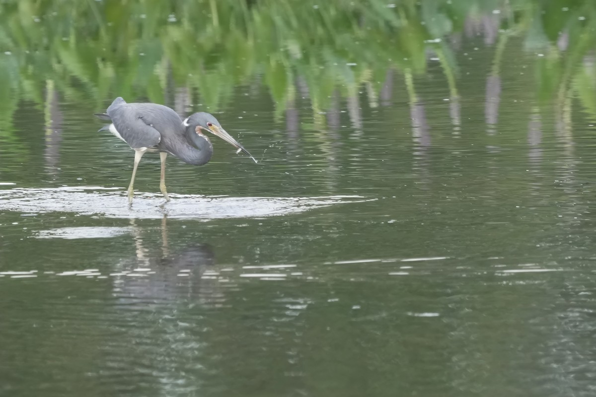 Tricolored Heron - ML621620125