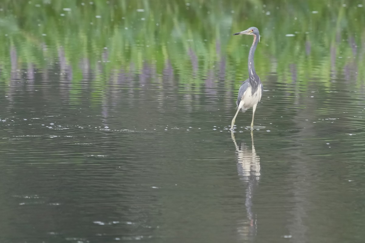 Tricolored Heron - ML621620126