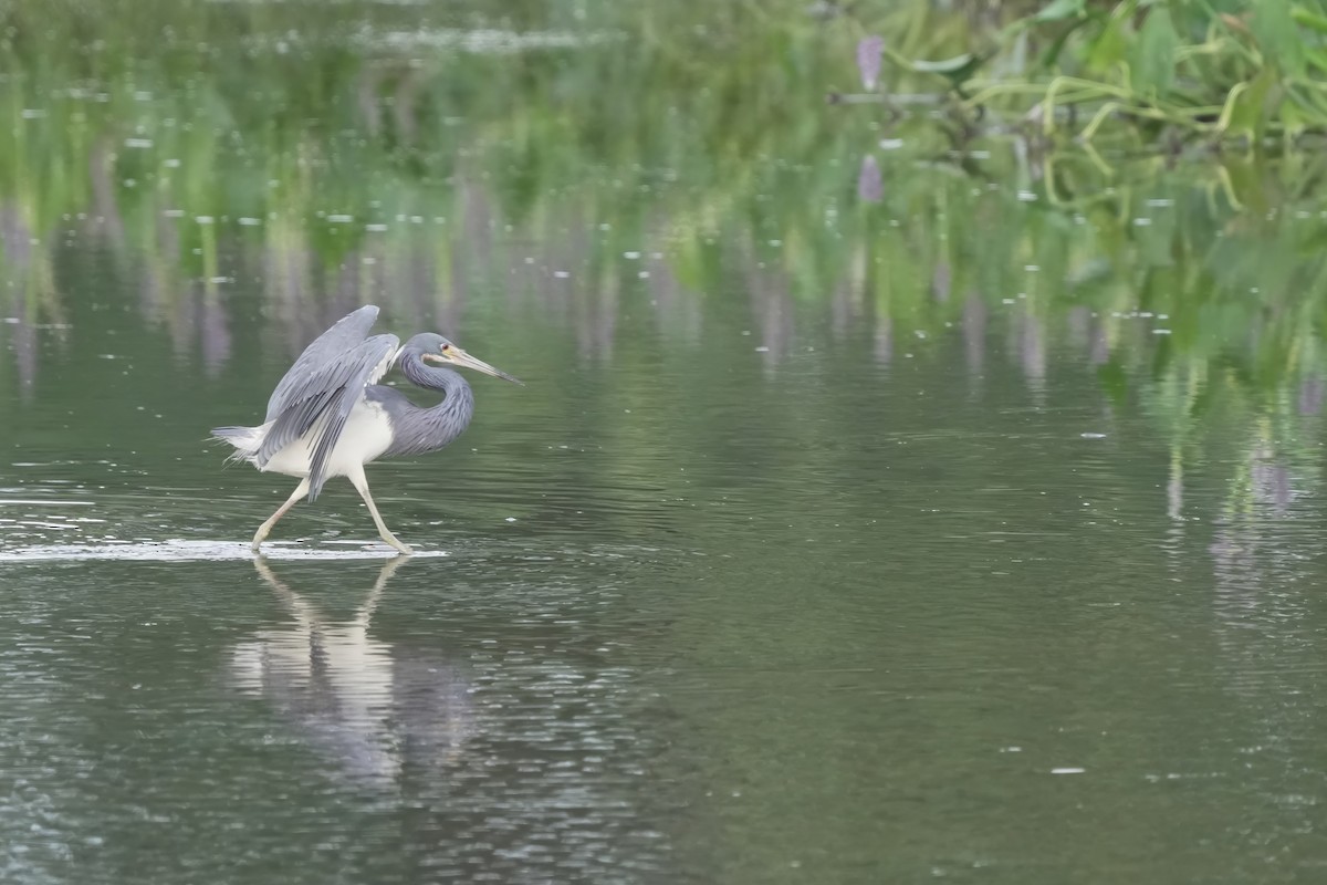 Tricolored Heron - ML621620127