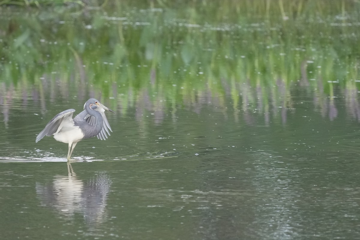 Tricolored Heron - ML621620129