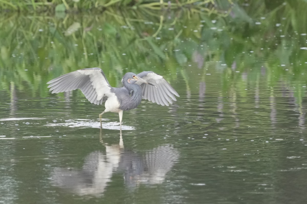 Tricolored Heron - ML621620131