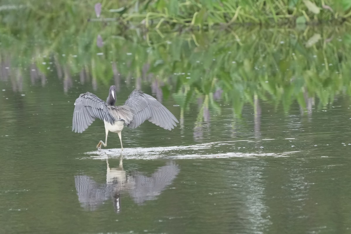 Tricolored Heron - ML621620132