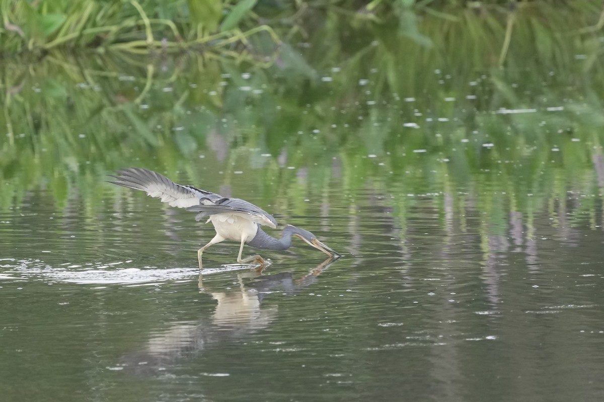 Tricolored Heron - ML621620133
