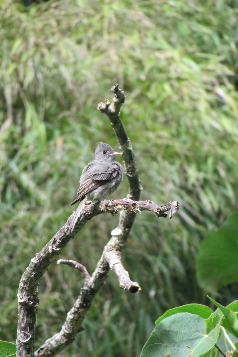 Dark Pewee - ML621620169