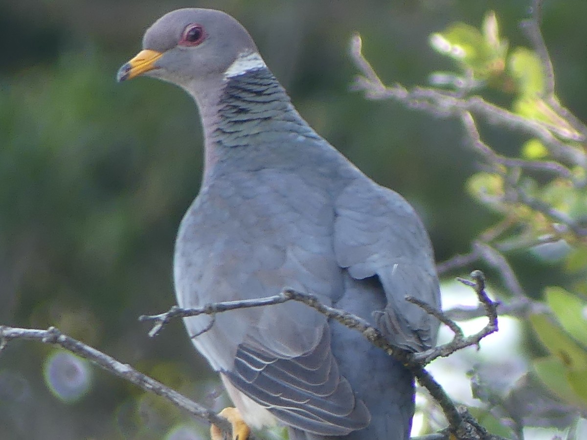 Band-tailed Pigeon - ML621620206