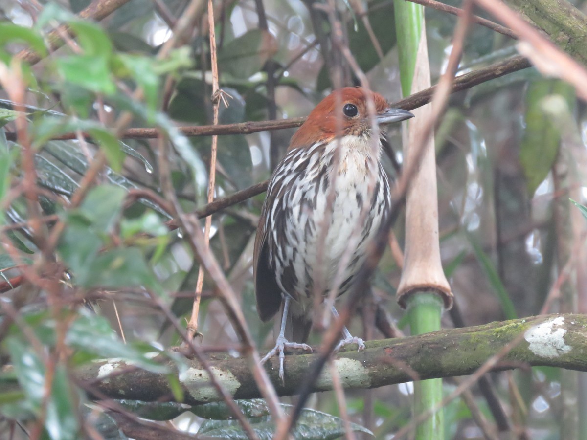 Chestnut-crowned Antpitta - ML621620263