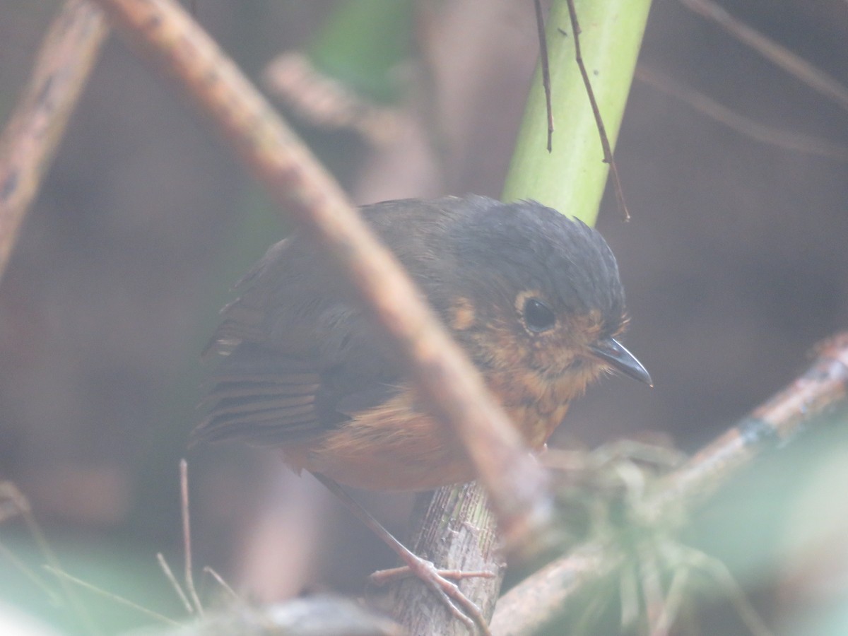 Slate-crowned Antpitta - ML621620297