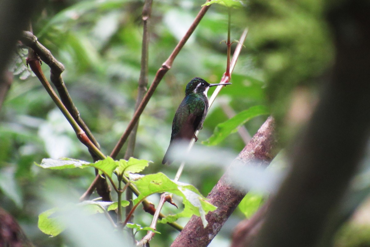 Colibri à ventre châtain - ML621620302