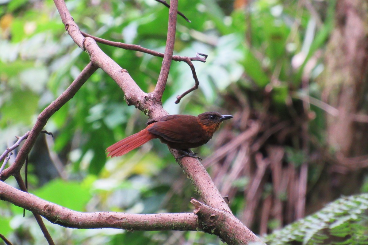 Streak-breasted Treehunter - ML621620332