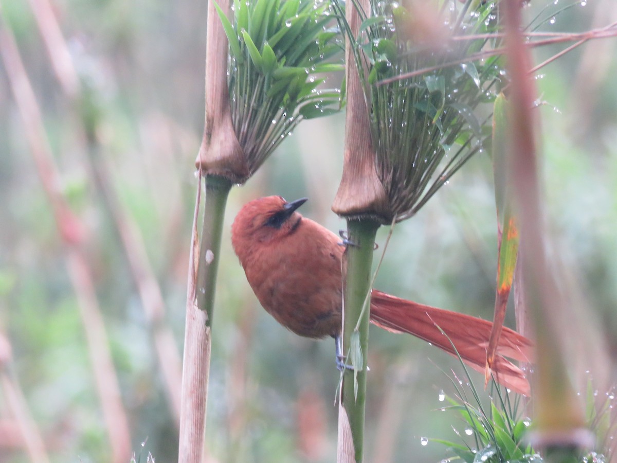Black-throated Spinetail - ML621620348