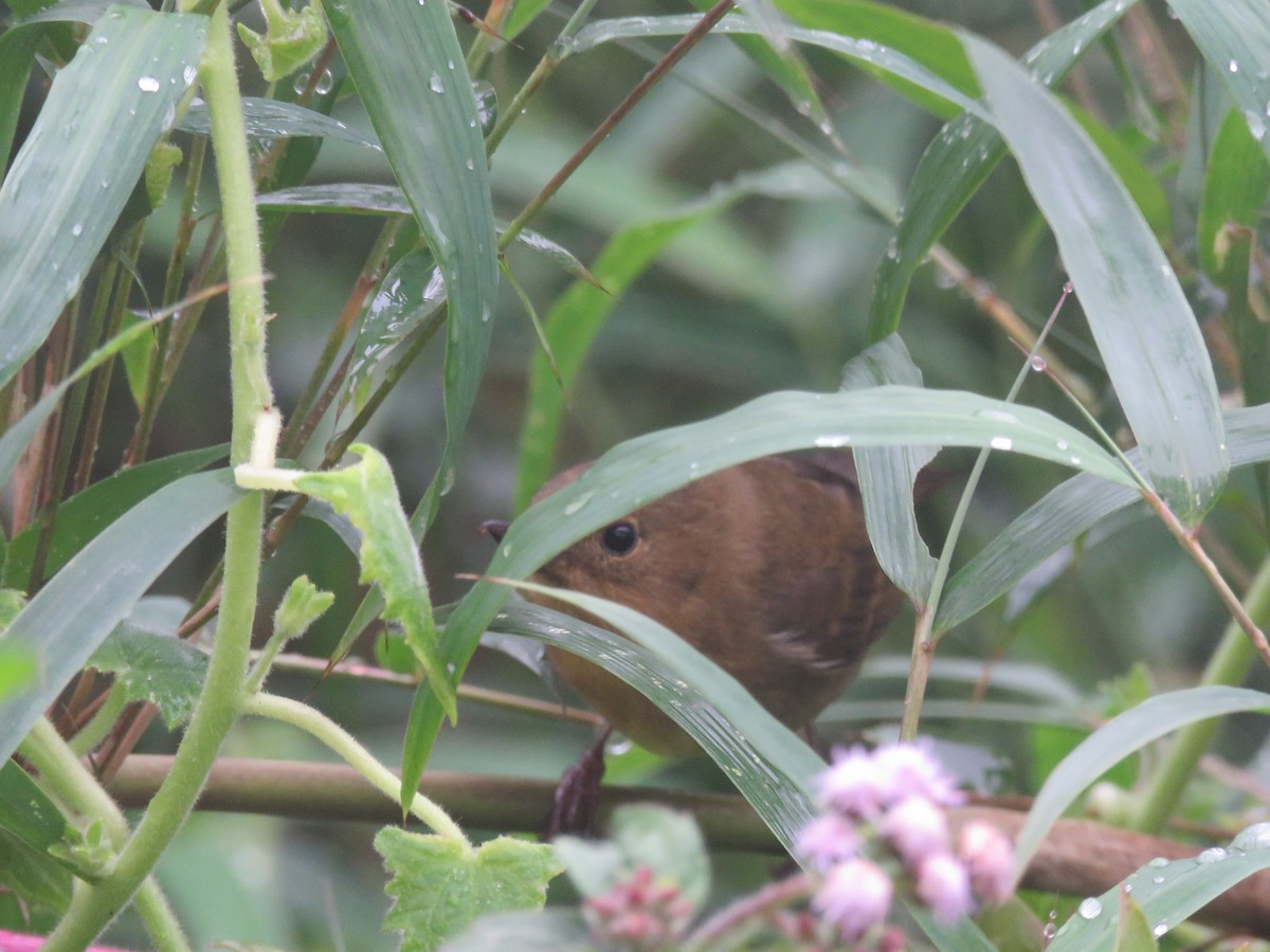 White-sided Flowerpiercer - ML621620404